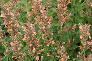 Agastache 'Kolibri'Dropplant, anijsplant bestellen